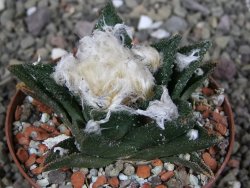 Ariocarpus bravoanus El Ňuňez XL pot 8 cm - 12408933