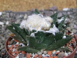 Ariocarpus bravoanus El Ňuňez XL pot 8 cm
