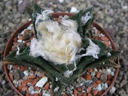 Ariocarpus bravoanus El Ňuňez XL pot 8 cm - 12408935