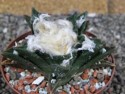 Ariocarpus bravoanus El Ňuňez XL pot 8 cm - 12408936