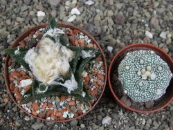 Ariocarpus bravoanus El Ňuňez XL pot 8 cm - 12408937