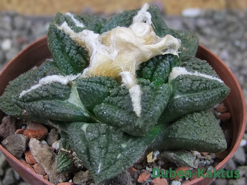 Ariocarpus fissuratus Cuatro Cienegas XL pot 8 cm