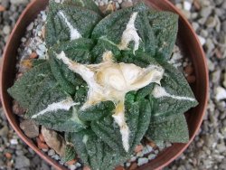 Ariocarpus fissuratus Cuatro Cienegas XL pot 8 cm - 12408947