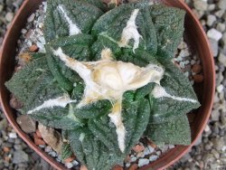 Ariocarpus fissuratus Cuatro Cienegas XL pot 8 cm - 12408949
