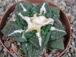 Ariocarpus fissuratus Cuatro Cienegas XL pot 8 cm - 12408950