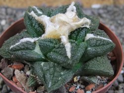 Ariocarpus fissuratus Cuatro Cienegas XL pot 8 cm