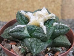 Ariocarpus fissuratus Cuatro Cienegas XL pot 8 cm - 12408952
