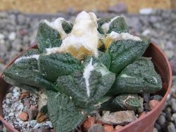 Ariocarpus fissuratus Cuatro Cienegas XL pot 8 cm - 12408953