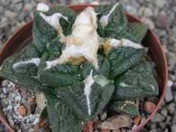 Ariocarpus fissuratus Cuatro Cienegas XL pot 8 cm - 12408954