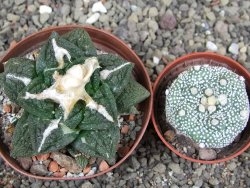 Ariocarpus fissuratus Cuatro Cienegas XL pot 8 cm - 12408955