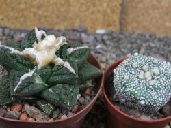 Ariocarpus fissuratus Cuatro Cienegas XL pot 8 cm - 12408956