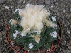 Ariocarpus fissuratus Cuatro Cienegas XL pot 8 cm - 12408957