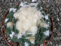 Ariocarpus fissuratus Cuatro Cienegas XL pot 8 cm - 12408958