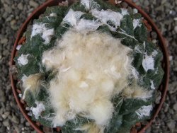 Ariocarpus fissuratus Cuatro Cienegas XL pot 8 cm - 12408959