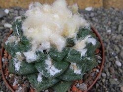Ariocarpus fissuratus Cuatro Cienegas XL pot 8 cm