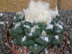 Ariocarpus fissuratus Cuatro Cienegas XL pot 8 cm - 12408961