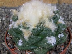 Ariocarpus fissuratus Cuatro Cienegas XL pot 8 cm - 12408962