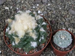 Ariocarpus fissuratus Cuatro Cienegas XL pot 8 cm - 12408964