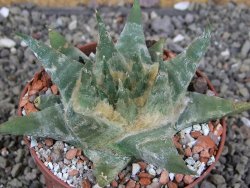 Ariocarpus trigonus elongatus San Antonio pot 9 cm - 12408965