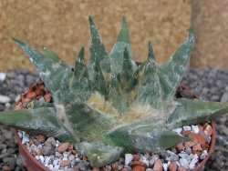 Ariocarpus trigonus elongatus San Antonio pot 9 cm - 12408966