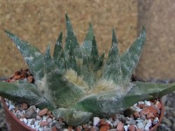 Ariocarpus trigonus elongatus San Antonio pot 9 cm