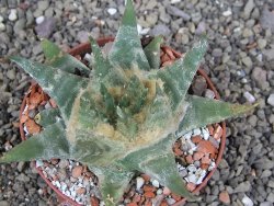 Ariocarpus trigonus elongatus San Antonio pot 9 cm - 12408968