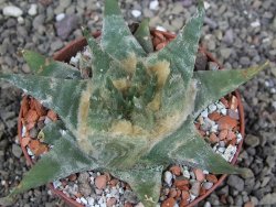 Ariocarpus trigonus elongatus San Antonio pot 9 cm - 12408969