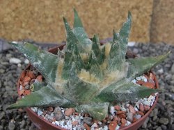 Ariocarpus trigonus elongatus San Antonio pot 9 cm - 12408970