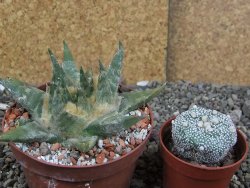 Ariocarpus trigonus elongatus San Antonio pot 9 cm - 12408973