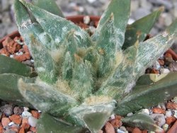 Ariocarpus trigonus elongatus San Antonio pot 9 cm