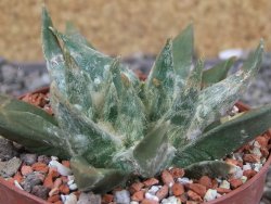 Ariocarpus trigonus elongatus San Antonio pot 9 cm - 12409004