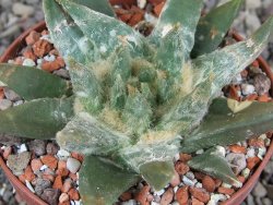 Ariocarpus trigonus elongatus San Antonio pot 9 cm - 12409005