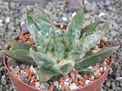 Ariocarpus trigonus elongatus San Antonio pot 9 cm - 12409007
