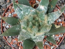 Ariocarpus trigonus elongatus San Antonio pot 9 cm - 12409008