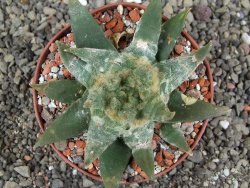 Ariocarpus trigonus elongatus San Antonio pot 9 cm - 12409009