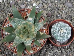 Ariocarpus trigonus elongatus San Antonio pot 9 cm - 12409010