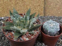 Ariocarpus trigonus elongatus San Antonio pot 9 cm - 12409011