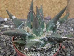Ariocarpus trigonus elongatus San Antonio 7 cm - 12409013