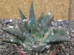 Ariocarpus trigonus elongatus San Antonio 7 cm - 12409014