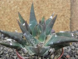 Ariocarpus trigonus elongatus San Antonio 7 cm