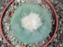 Lophophora difusa Peňa Miler XL pot 6,5 cm - 12409027
