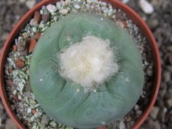 Lophophora difusa Peňa Miler XL pot 6,5 cm - 12409028