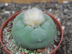 Lophophora difusa Peňa Miler XL pot 6,5 cm