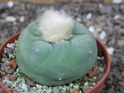 Lophophora difusa Peňa Miler XL pot 6,5 cm - 12409030