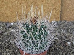 Echinofossulocactus erectocentrus Comone XL, květináč 6,5 cm - 12409037