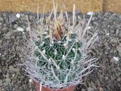 Echinofossulocactus erectocentrus Comone XL, květináč 6,5 cm - 12409038