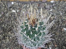 Echinofossulocactus erectocentrus Comone XL, květináč 6,5 cm - 12409039