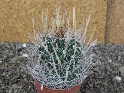 Echinofossulocactus erectocentrus Comone XL, květináč 6,5 cm