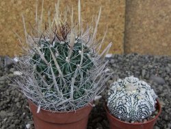 Echinofossulocactus erectocentrus Comone XL, květináč 6,5 cm - 12409041