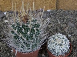 Echinofossulocactus erectocentrus Comone XL, květináč 6,5 cm - 12409042
